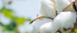 cotton